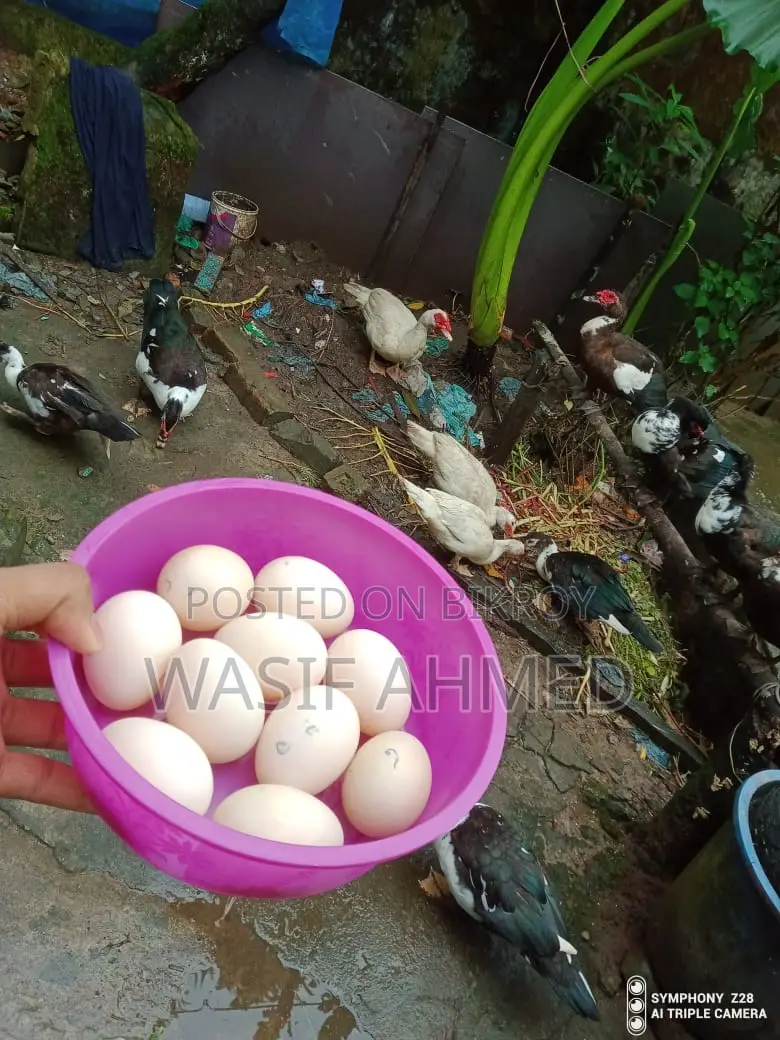 চিনা হাসের বীজ ডিম