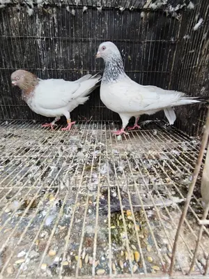 খোইরি গলা
