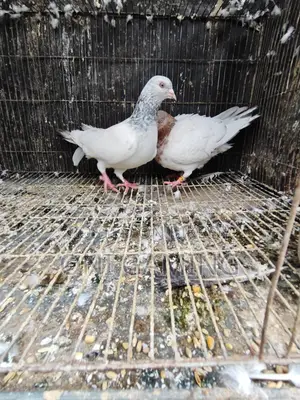 খোইরি গলা