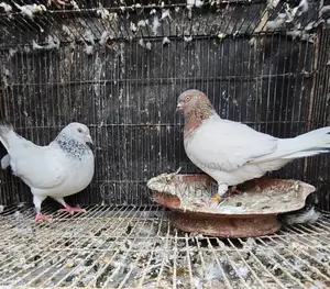 খোইরি গলা