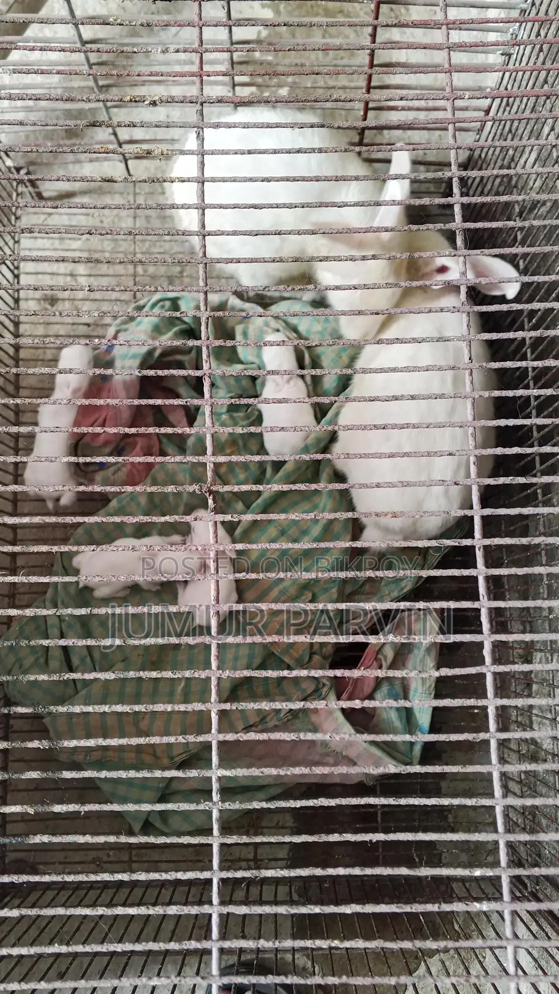 2 Large Rabbits and 4 Babies for Sale