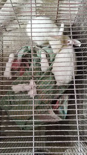 2 Large Rabbits and 4 Babies for Sale