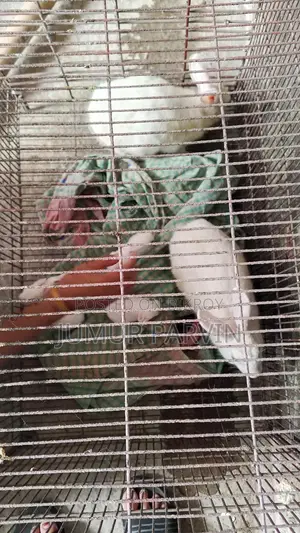 2 Large Rabbits and 4 Babies for Sale