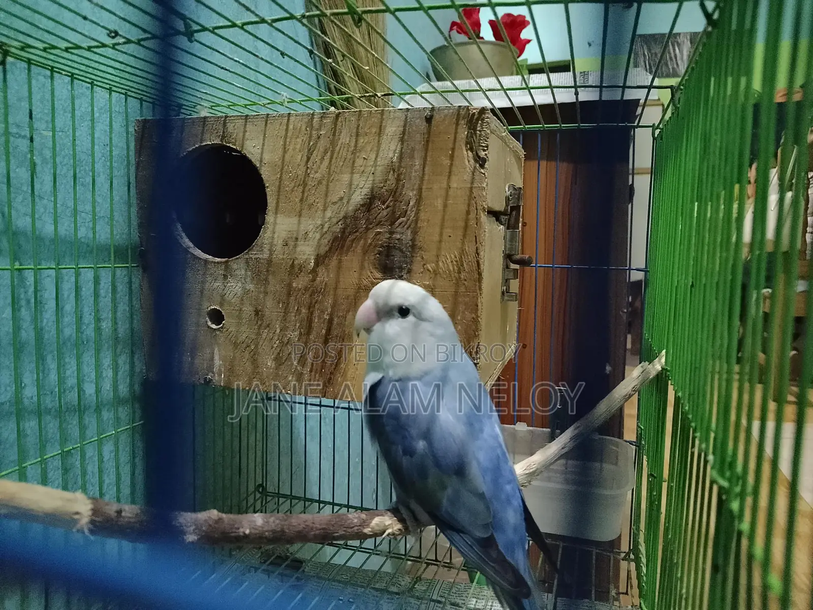 লাভ বার্ড মেইল। পূর্বে ব্রিড করেছে।
