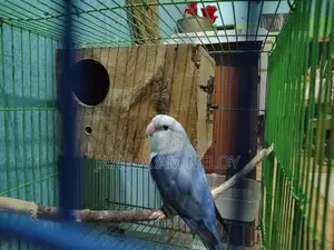 লাভ বার্ড মেইল। পূর্বে ব্রিড করেছে।