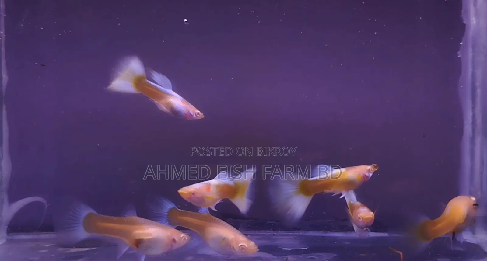 Top Quality Topez Guppy