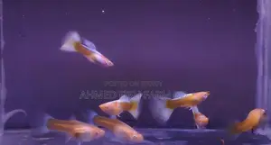 Top Quality Topez Guppy