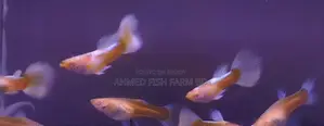 Top Quality Topez Guppy