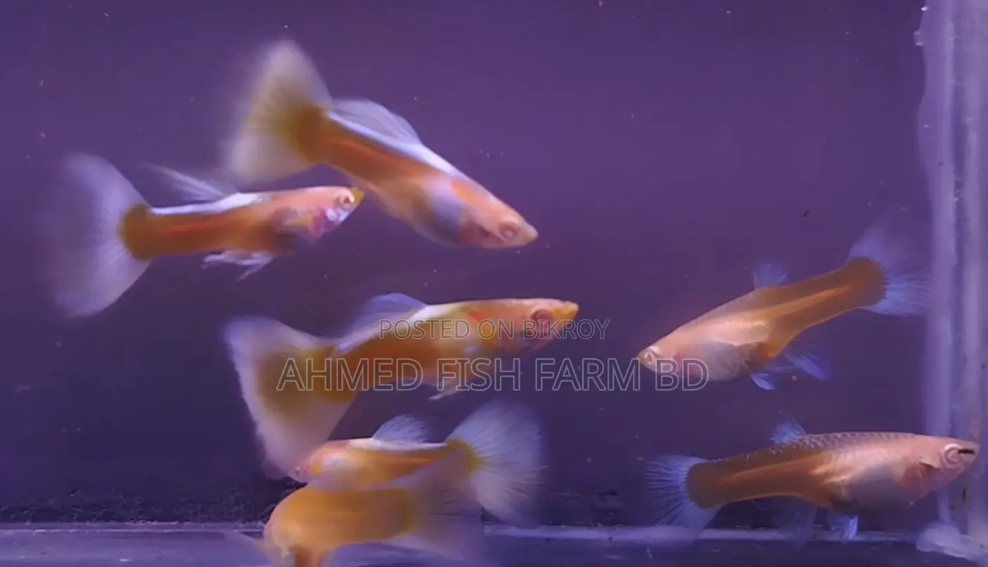 Top Quality Topez Guppy