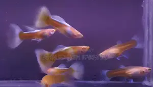Top Quality Topez Guppy
