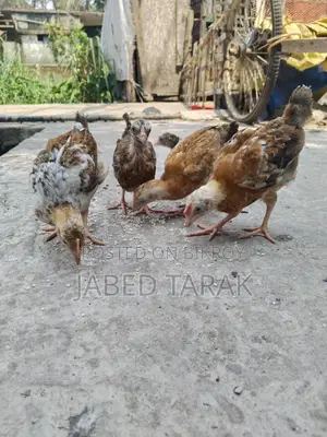 দেশী মুরগী বাচ্চা বিক্রি করা হবে
