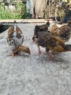 দেশী মুরগী বাচ্চা বিক্রি করা হবে