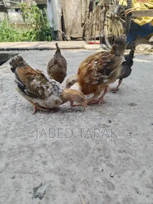 দেশী মুরগী বাচ্চা বিক্রি করা হবে