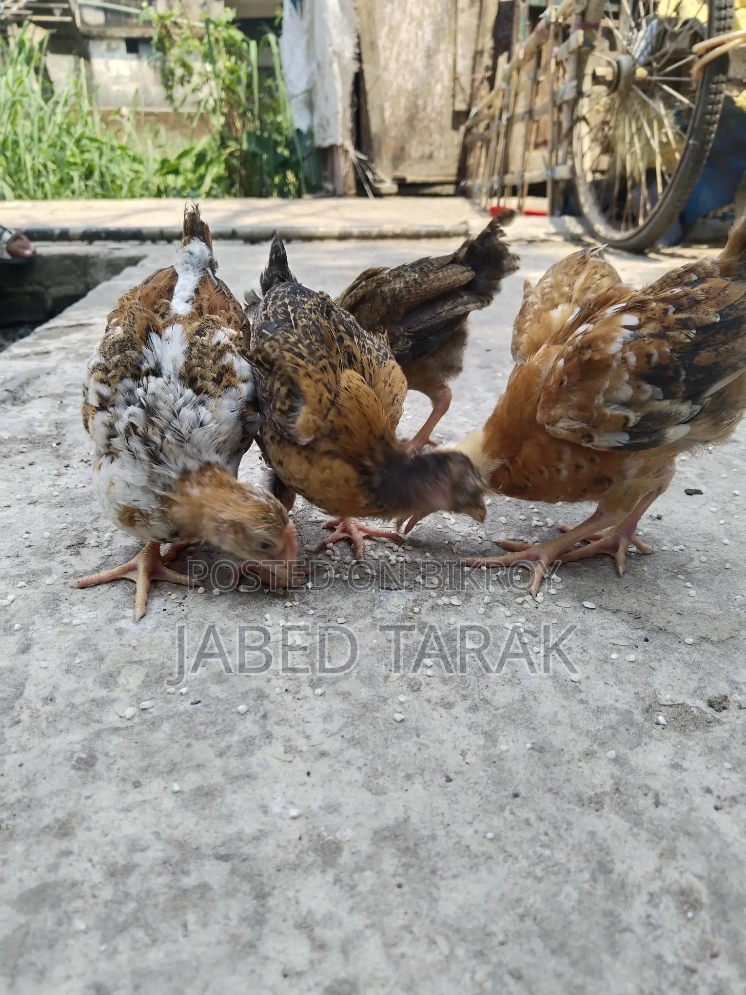 দেশী মুরগী বাচ্চা বিক্রি করা হবে