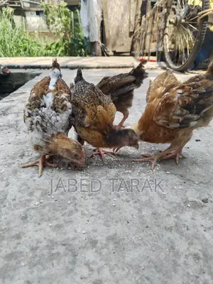 দেশী মুরগী বাচ্চা বিক্রি করা হবে
