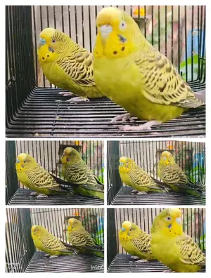ডিমবাচ্চা করা রানিং বাজরিগার পাখি।