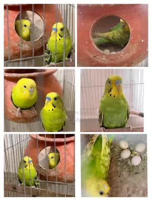 ডিমবাচ্চা করা রানিং বাজরিগার পাখি।