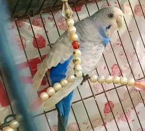 ডিমবাচ্চা করা রানিং বাজরিগার পাখি।