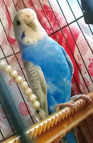 ডিমবাচ্চা করা রানিং বাজরিগার পাখি।