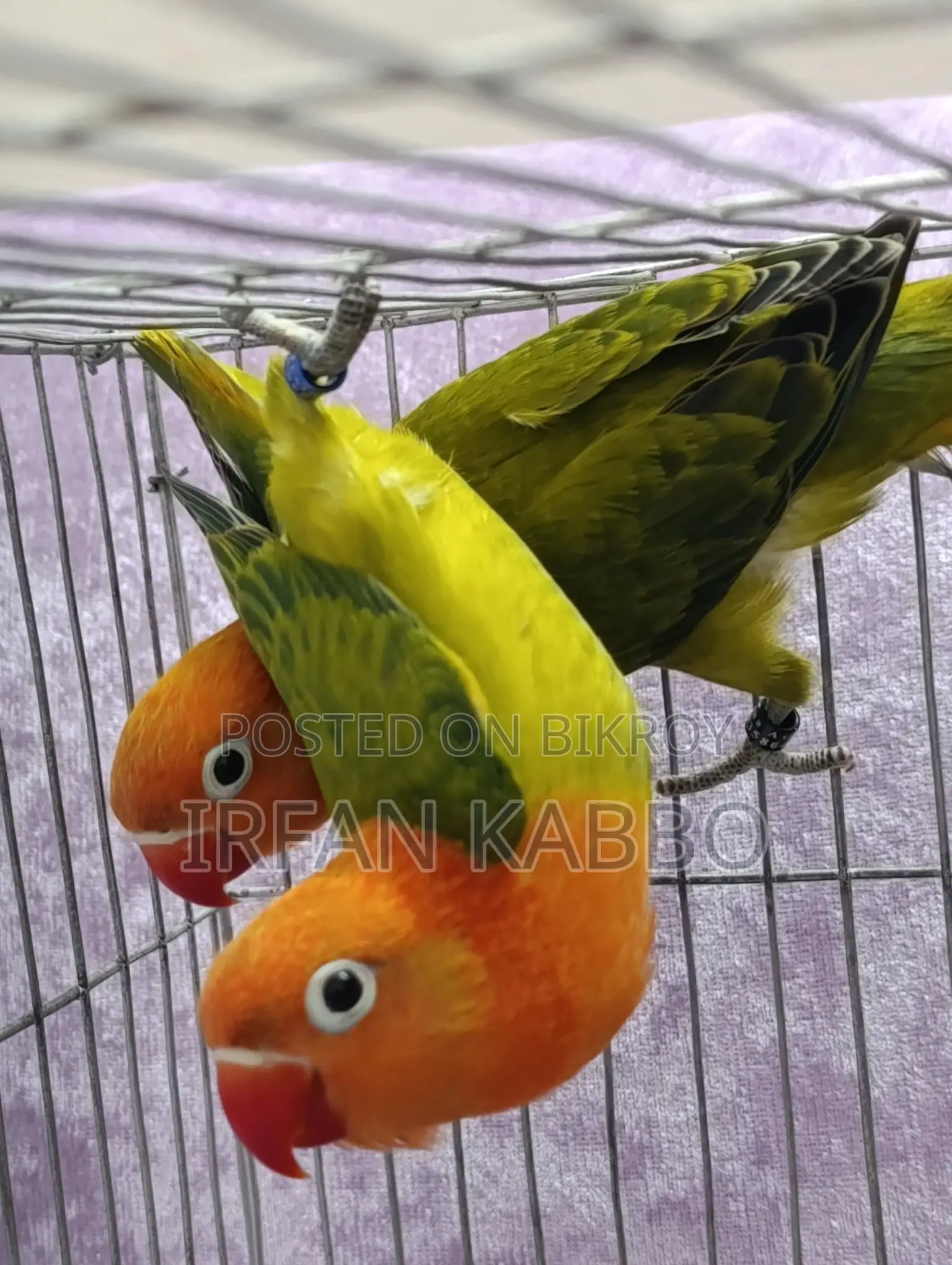 Green Fisher Opaline Running Pair