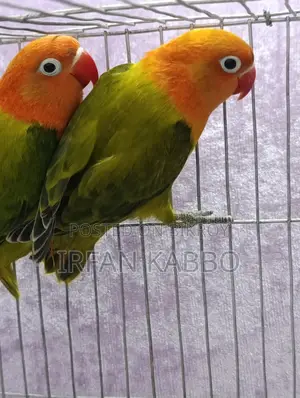 Green Fisher Opaline Running Pair