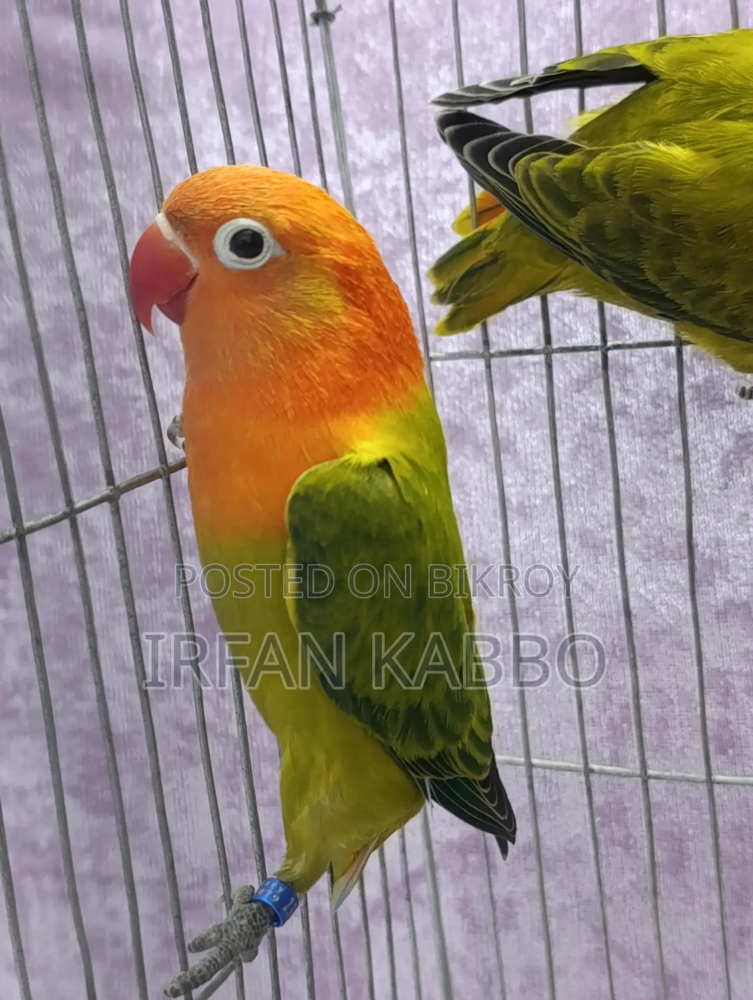 Green Fisher Opaline Running Pair