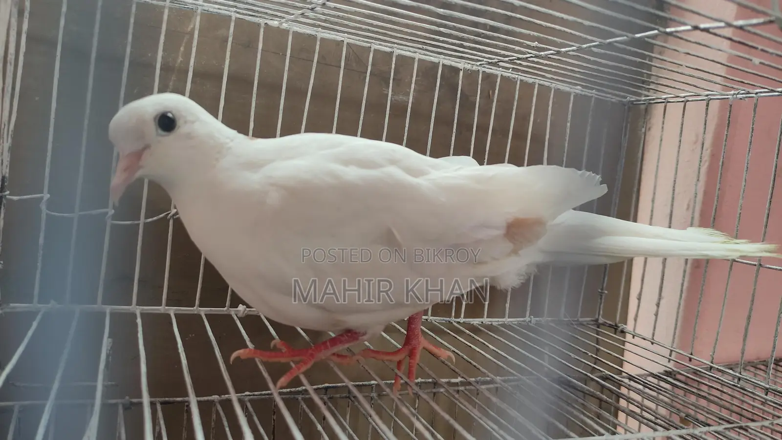 Pied Female Australian Dove
