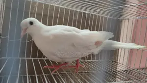 Pide Female Australian Dove