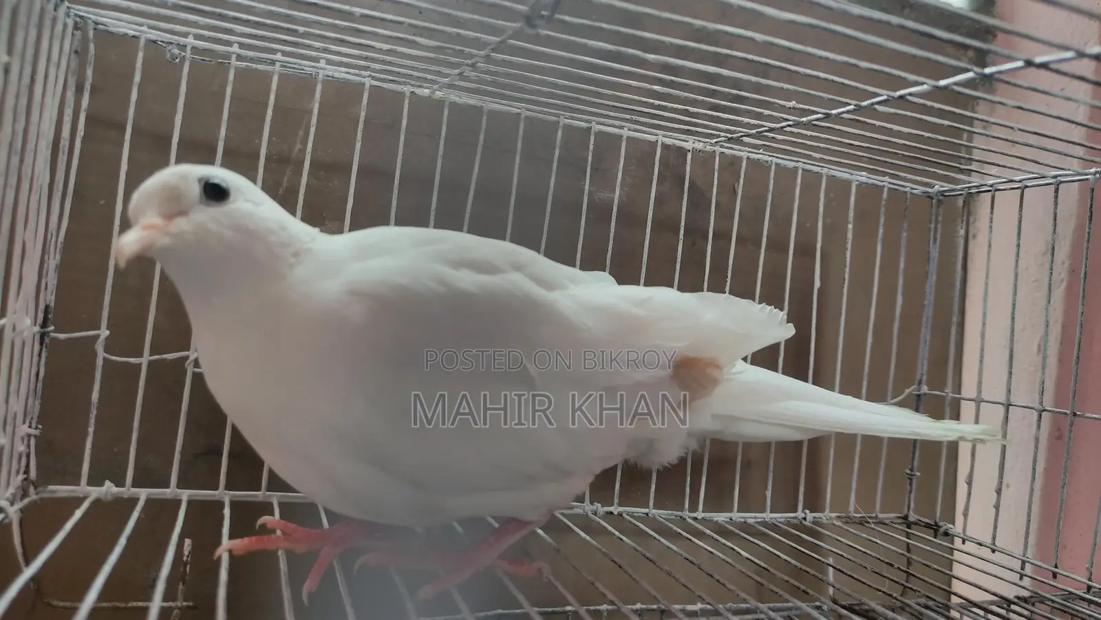Pied Female Australian Dove