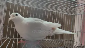 Pied Female Australian Dove