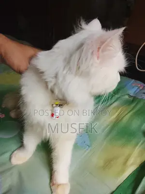 পার্সিয়ান বিড়াল