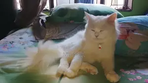 পার্সিয়ান বিড়াল