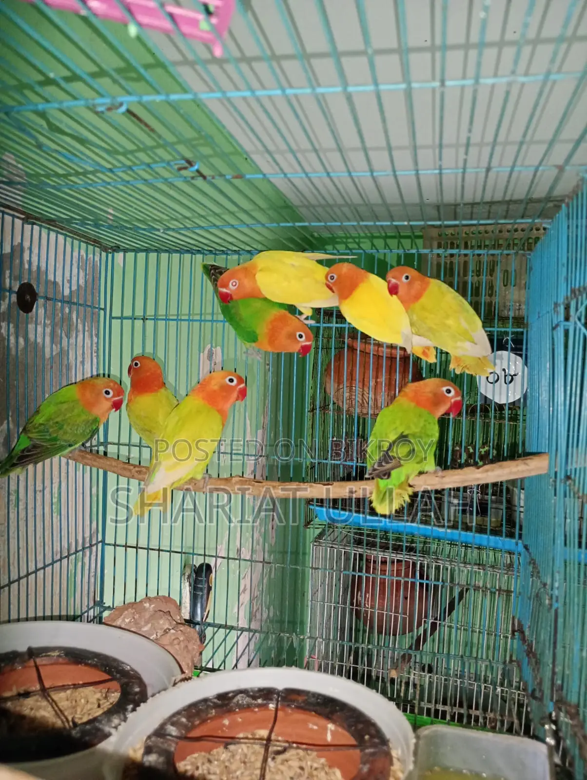 Love bird