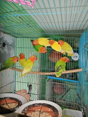 Love bird ( লাভ বাড)