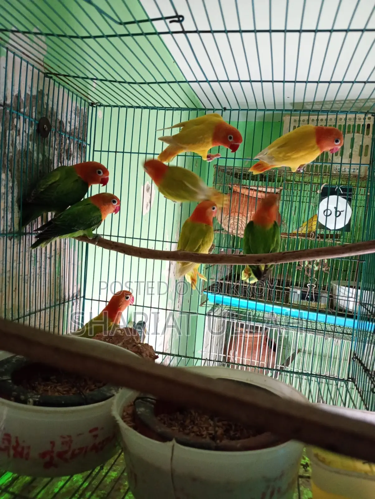 Love bird