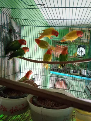 Love bird