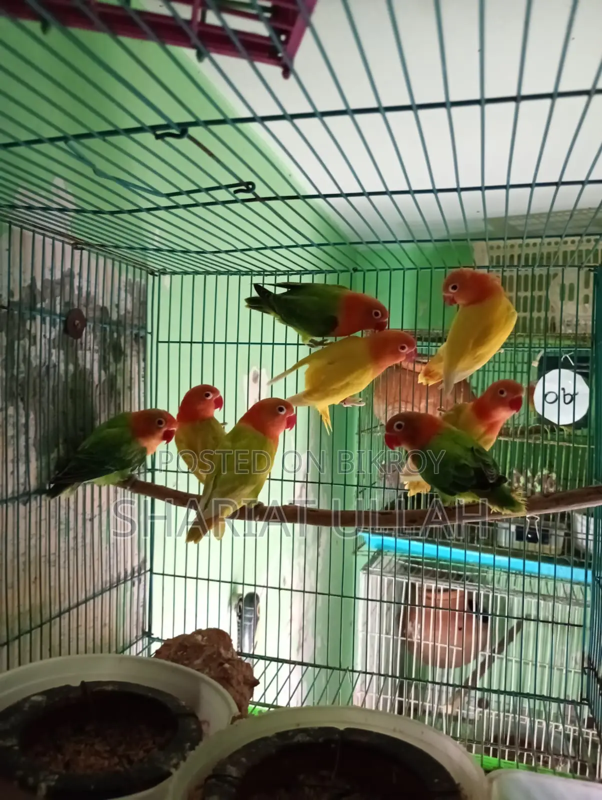 Love bird