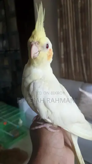 কোকাটেল টেম