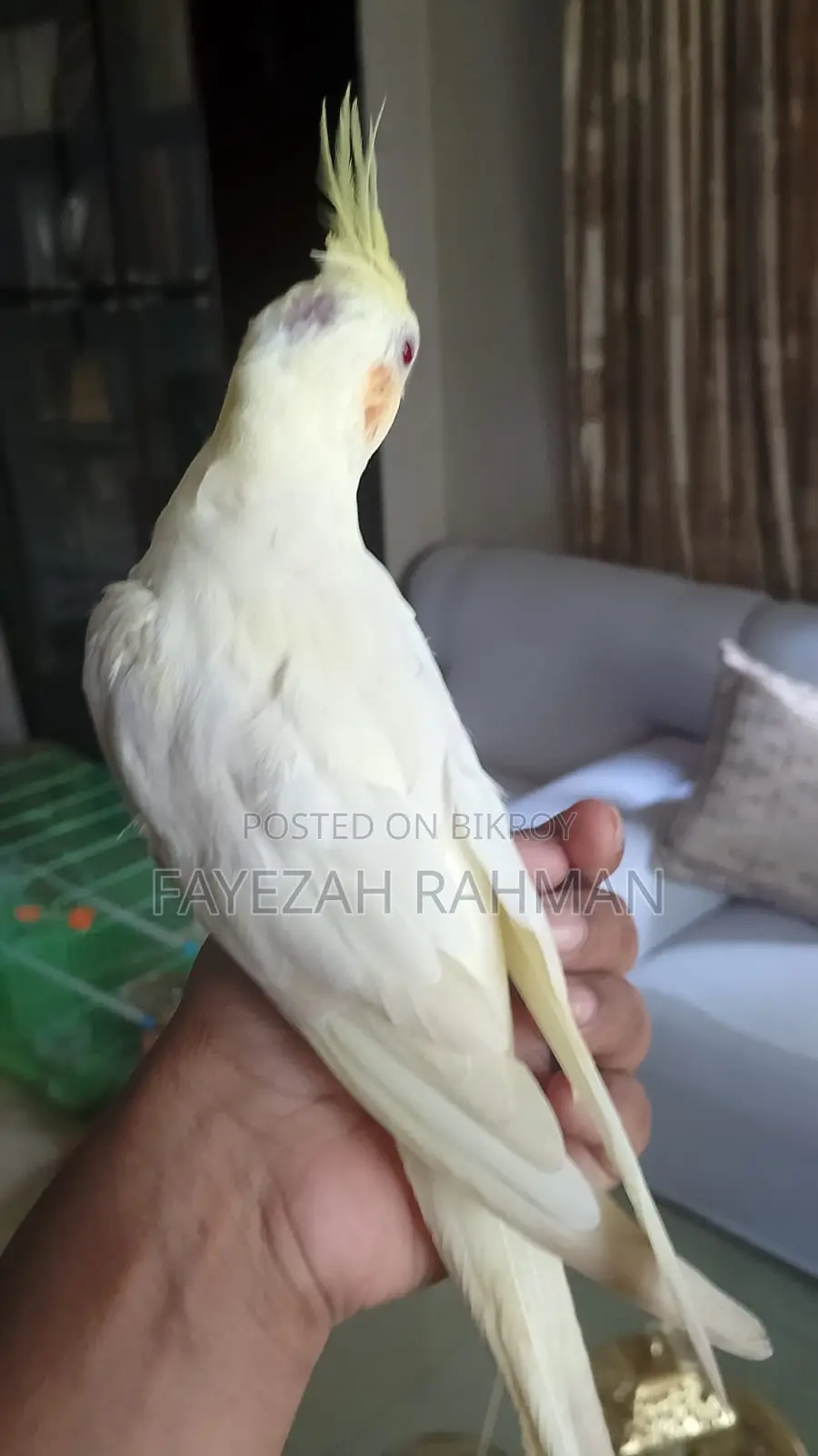 Tame Cockatiel