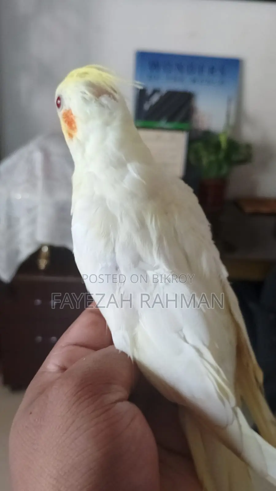 Tame Cockatiel