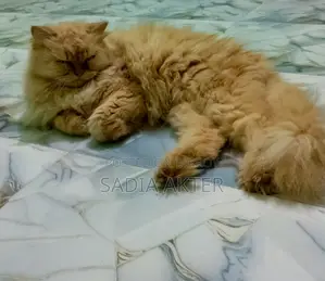 Traditional Persian Female