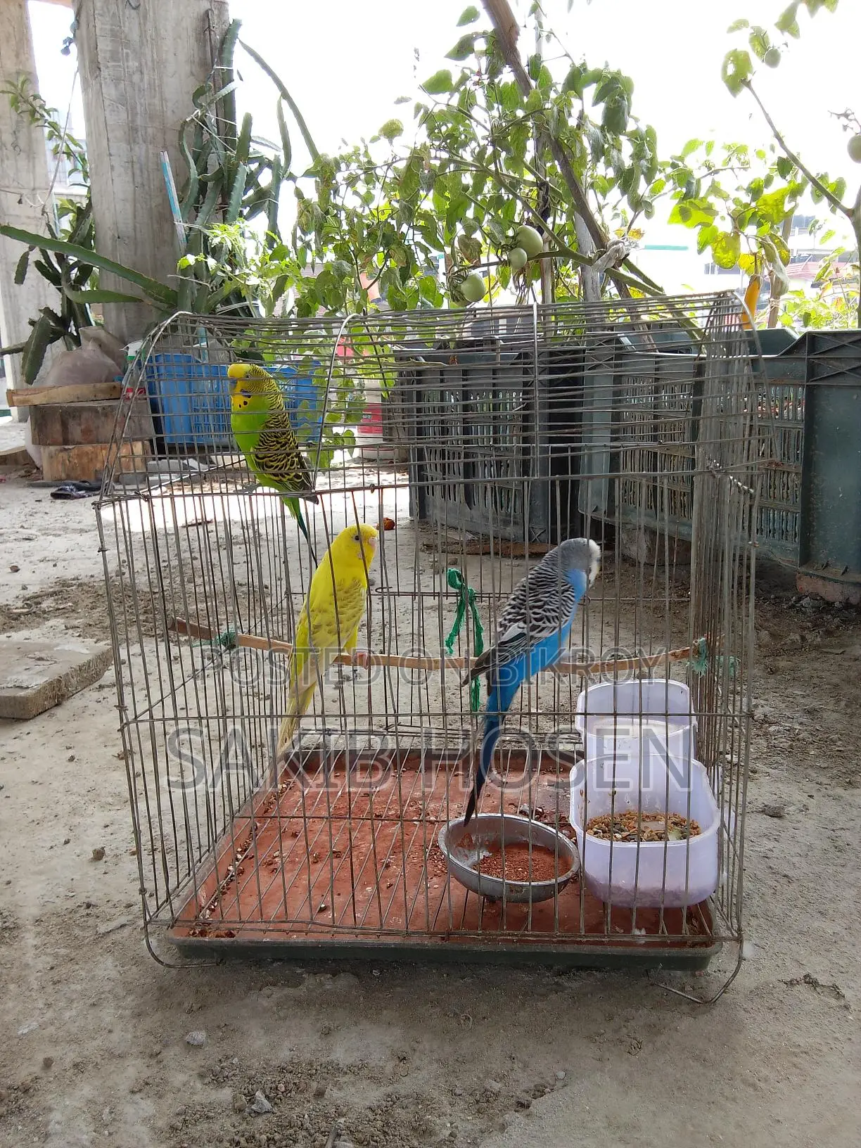 Love Birds
