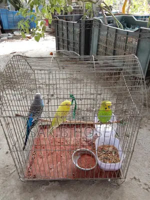 Love Birds