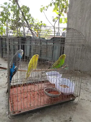 Love Birds