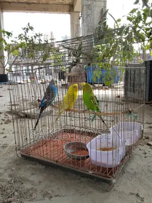 Love Birds