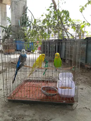Love Birds