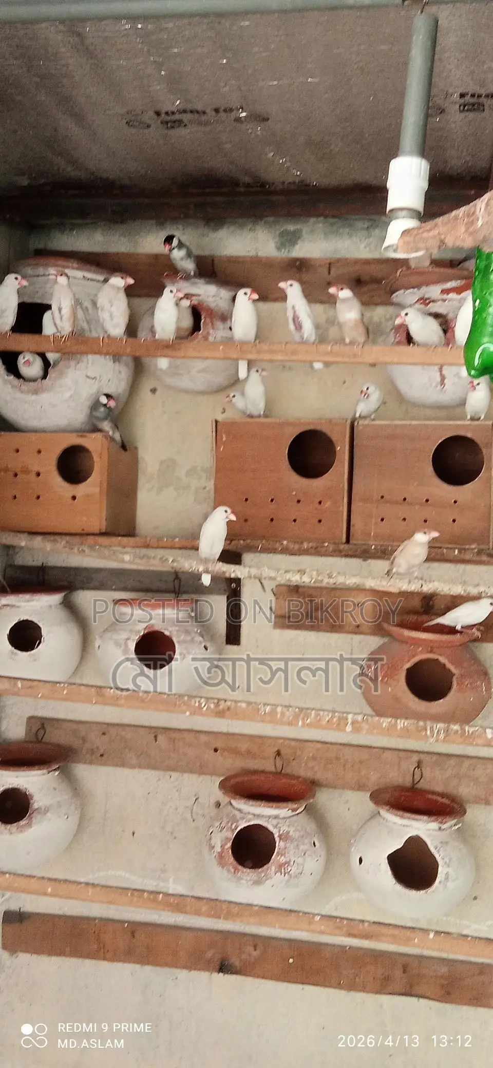 Java Finches