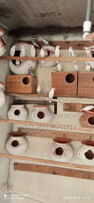 Java Finches