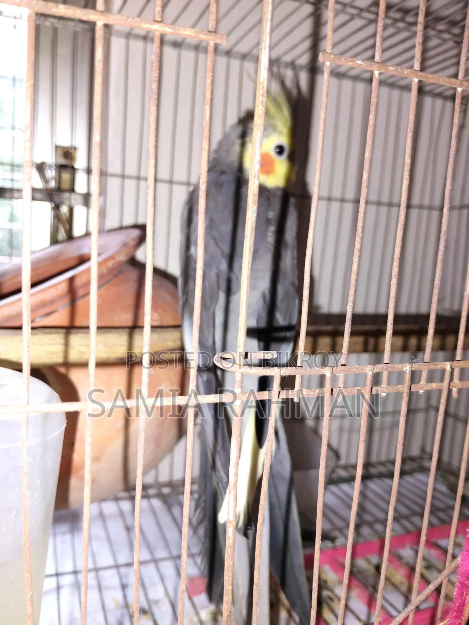 Cocatail Male