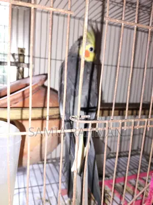 Cocatail Male